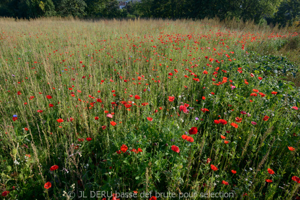 paysage
coquelicots